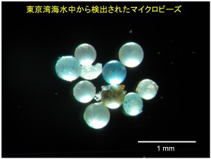 東京湾海水中から検出されたマイクロビーズ