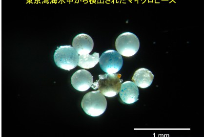 東京湾海水中から検出されたマイクロビーズ
